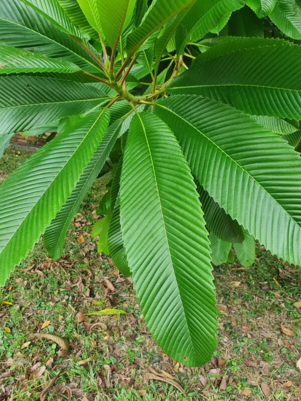 Dillenia indica - Elephant Apple, Chalta, Chulta, Dillenia, Fruta-Estrela, Hondapara, Indischer Rosenapfel, Karambel, Ukesla indyjska - Image 2