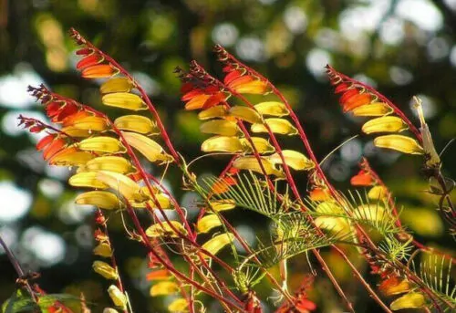 Ipomoea lobata 'Exotic Love' - Ipomoea flag of spain, ipomoea exotic love, ipomoea flower of passion