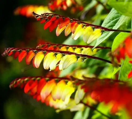 Ipomoea lobata 'Exotic Love' - Ipomoea flag of spain, ipomoea exotic love, ipomoea flower of passion - Image 2