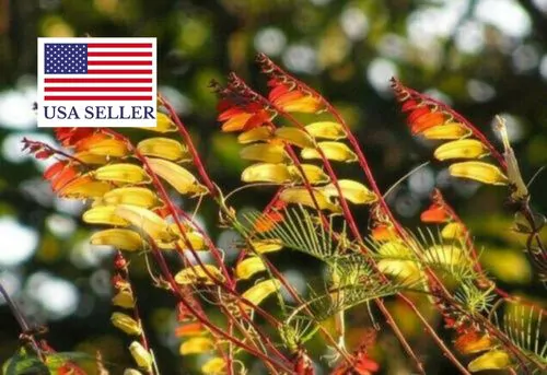 Ipomoea lobata 'Exotic Love' - Ipomoea flag of spain, ipomoea exotic love, ipomoea flower of passion - Image 5