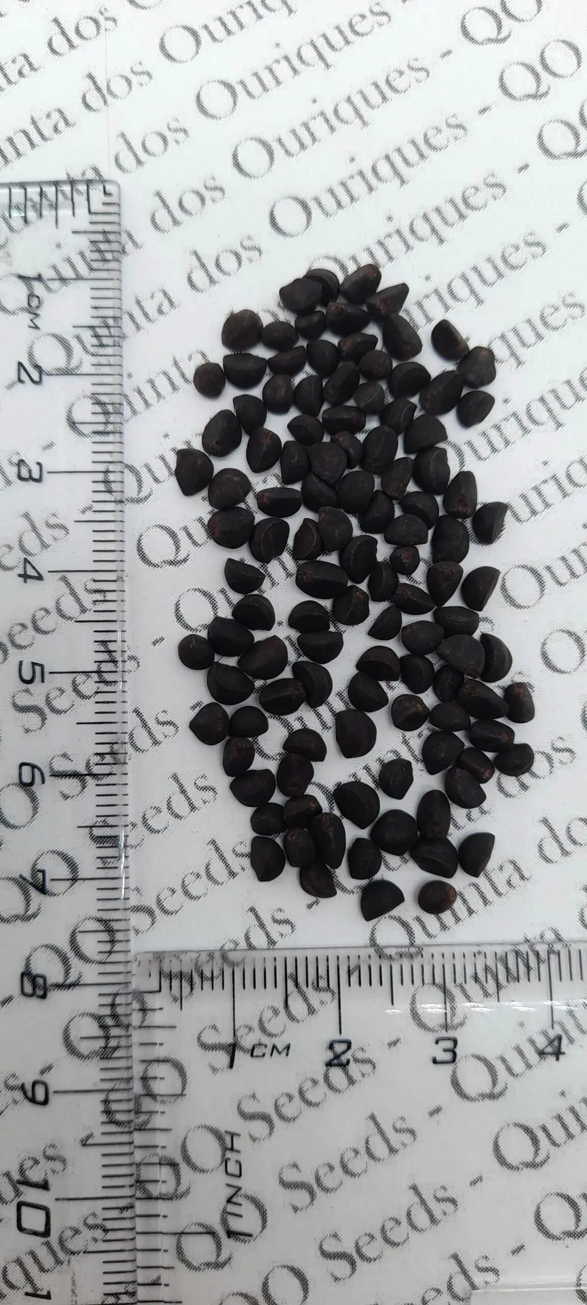 Ipomoea lobata 'Exotic Love' - Ipomoea flag of spain, ipomoea exotic love, ipomoea flower of passion - Image 6