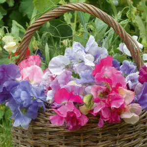 Lathyrus odoratus 'Cupid' Mixed - Sweet pea, Pink Cupid Dwarf