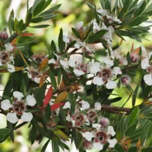 Leptospermum grandiflorum - Large flower tea tree, Autumn tea tree