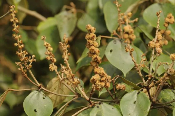 Mallotus tetracoccus / Rottlera ferruginea - Rusty Kamala