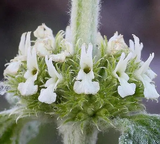 Marrubium vulgare - Marrow, white marrow, white leaf mint, maranhão, incense, horehound mint