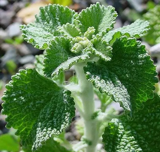 Marrubium vulgare - Marrow, white marrow, white leaf mint, maranhão, incense, horehound mint - Image 6