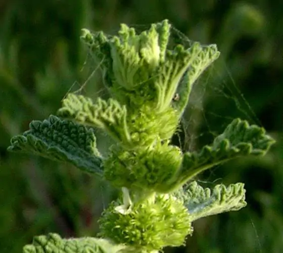 Marrubium vulgare - Marrow, white marrow, white leaf mint, maranhão, incense, horehound mint - Image 7