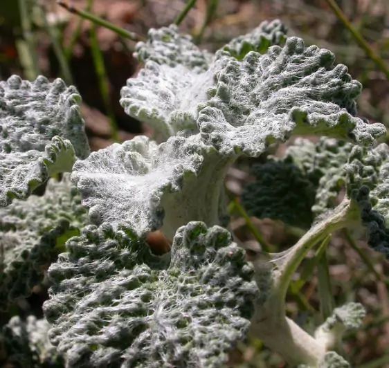 Marrubium vulgare - Marrow, white marrow, white leaf mint, maranhão, incense, horehound mint - Image 8