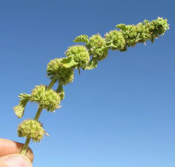 Marrubium vulgare - Marrow, white marrow, white leaf mint, maranhão, incense, horehound mint - Image 9