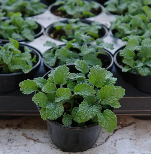 Marrubium vulgare - Marrow, white marrow, white leaf mint, maranhão, incense, horehound mint - Image 10