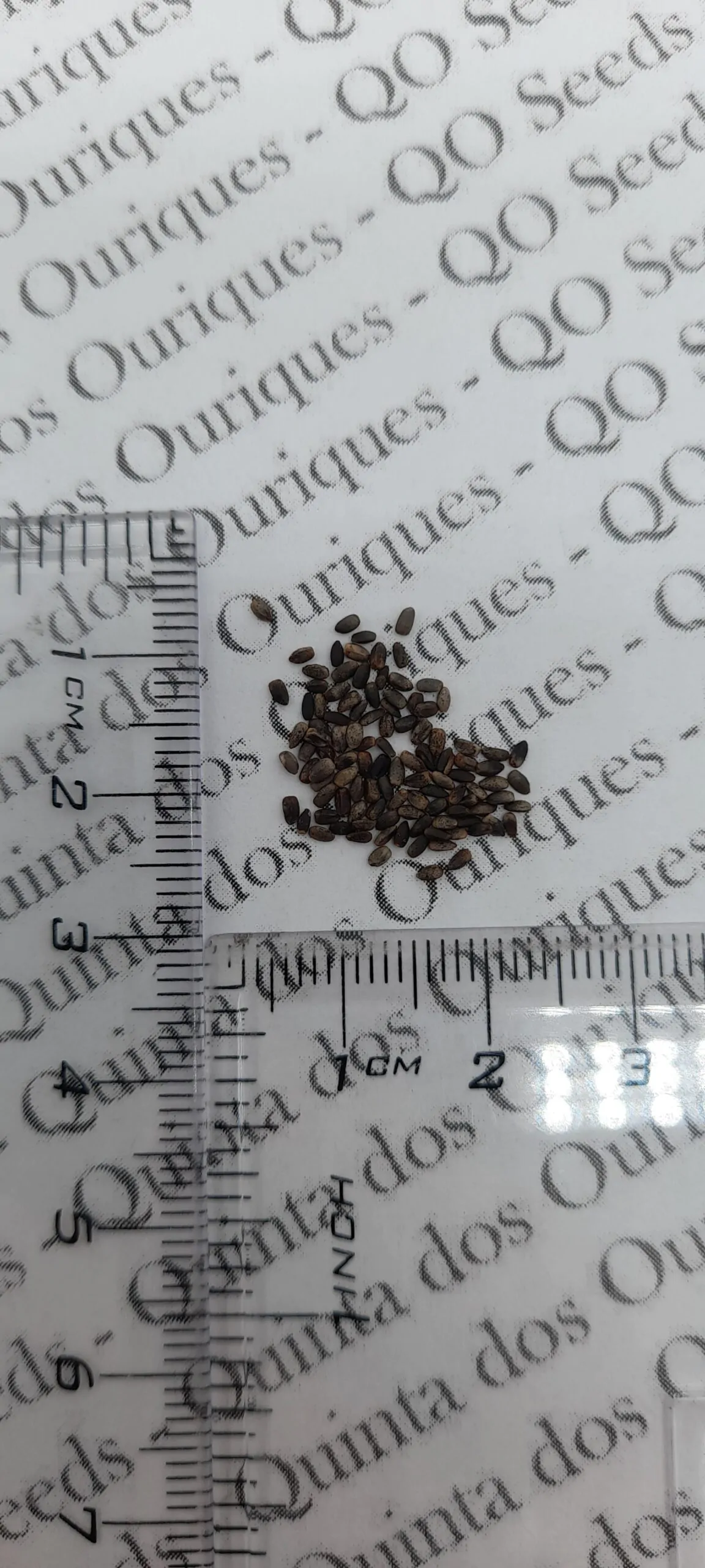 Marrubium vulgare - Marrow, white marrow, white leaf mint, maranhão, incense, horehound mint - Image 11