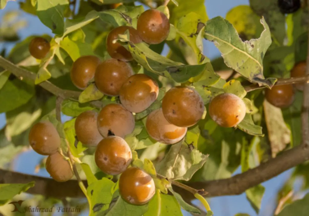 Diospyros melanoxylon - Coromandel Ebony, East Indian Ebony