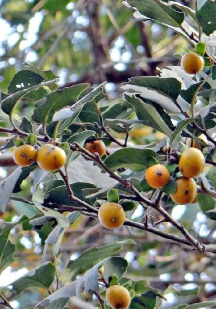 Diospyros melanoxylon - Coromandel Ebony, East Indian Ebony - Image 2