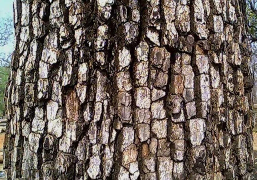 Diospyros melanoxylon - Coromandel Ebony, East Indian Ebony - Image 3