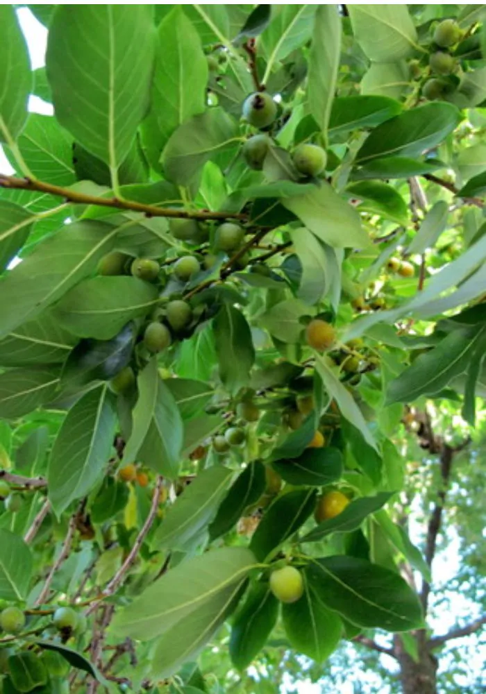 Diospyros melanoxylon - Coromandel Ebony, East Indian Ebony - Image 4