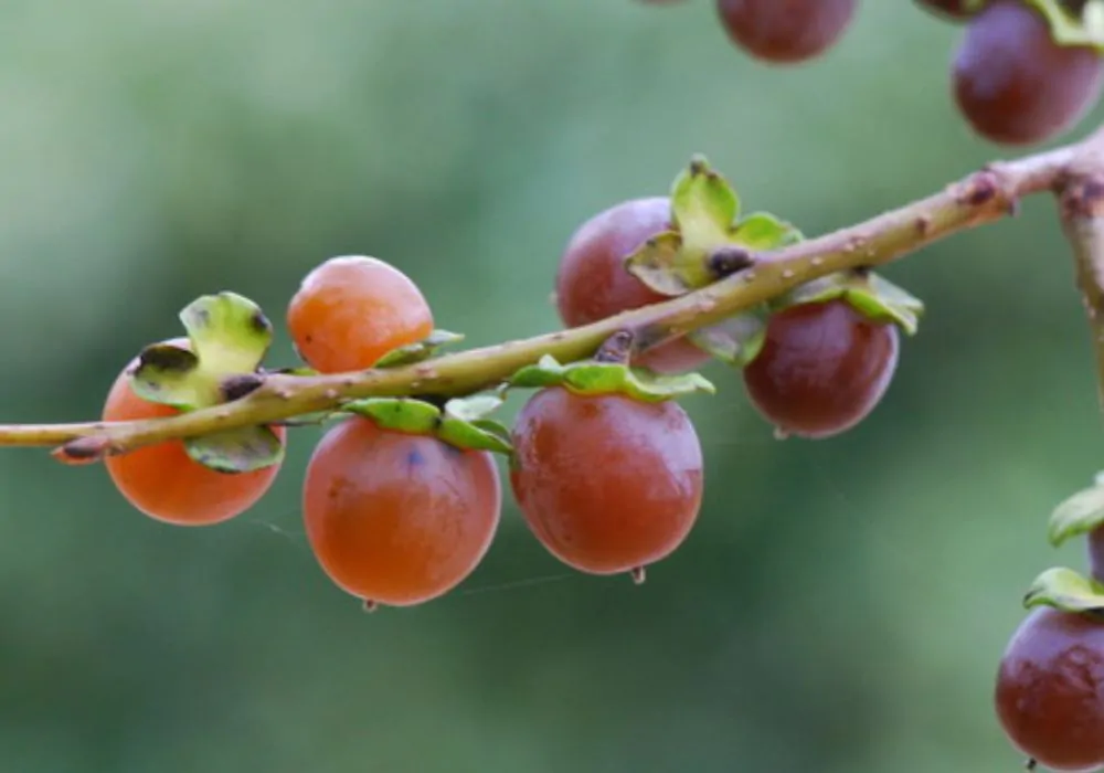 Diospyros melanoxylon - Coromandel Ebony, East Indian Ebony - Image 5