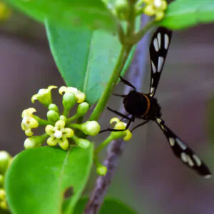 Gymnema sylvestre - Gurmar,  Kletterrebe,  Meshashringi, Gymnema, Australian Cowplant, Periploca of the Woods