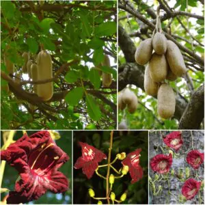 Kigelia pinnata - Kigelia africana, Sausage Tree, Sausage tree