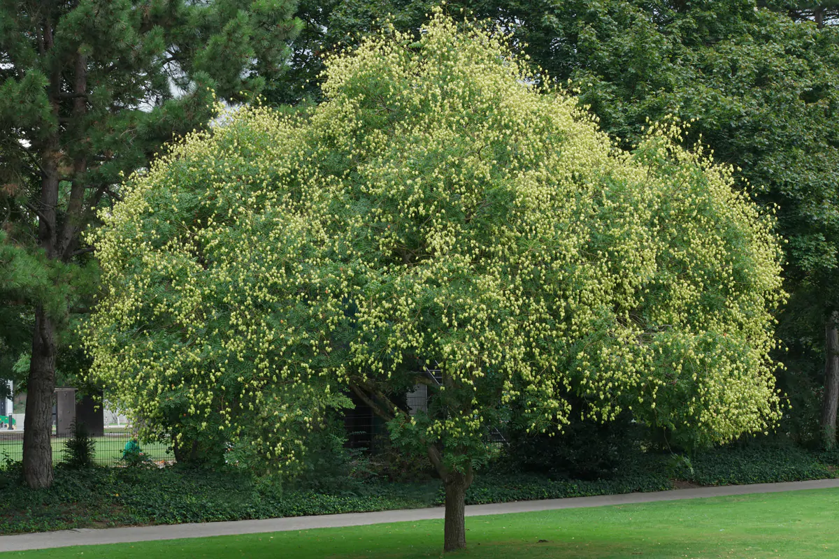 Koelreuteria paniculata - Goldenrain Tree, Pride of India