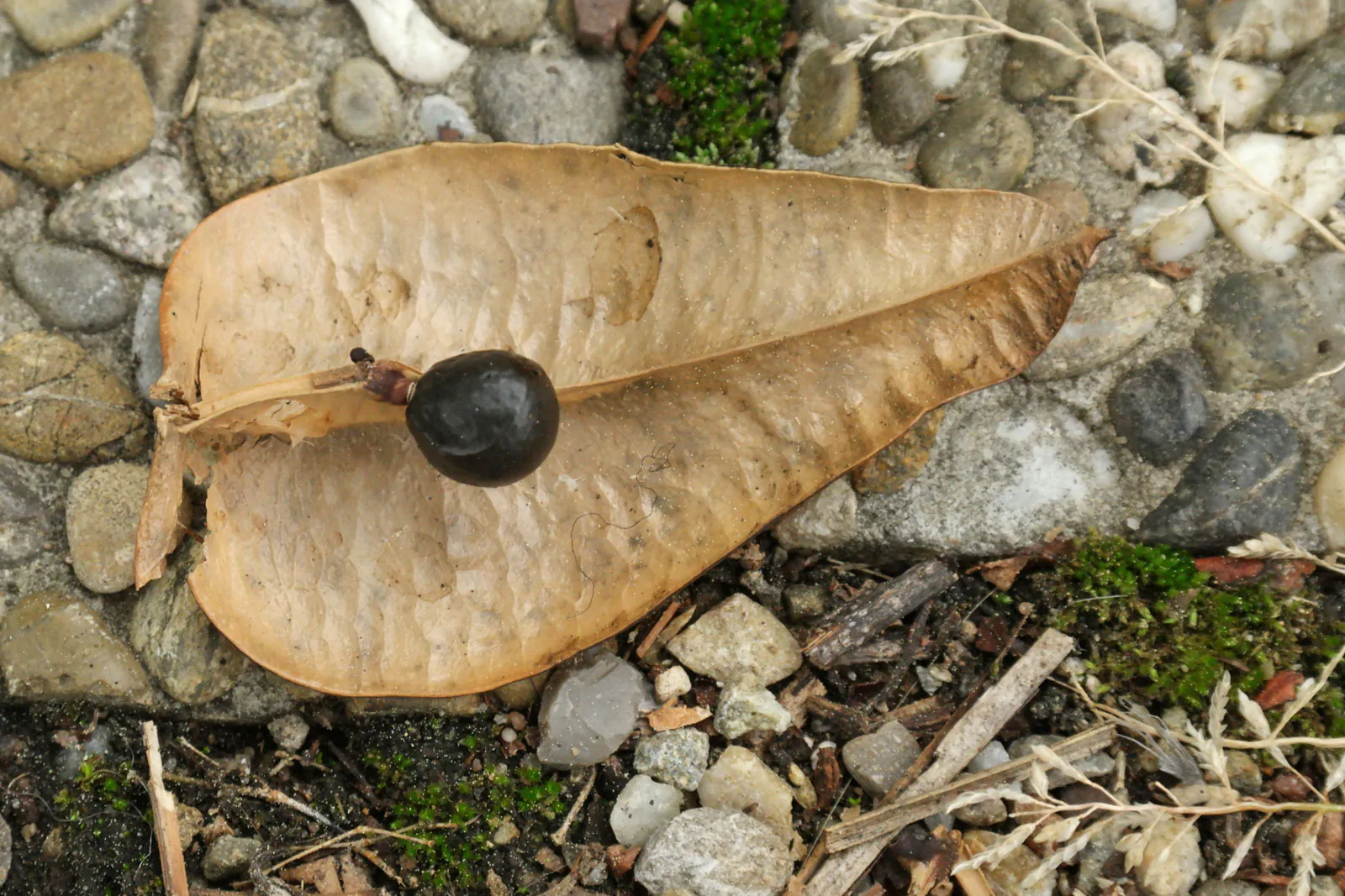 Koelreuteria paniculata - Goldenrain Tree, Pride of India - Image 2