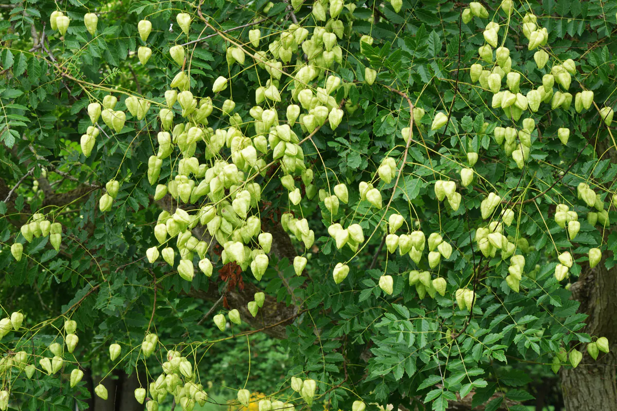 Koelreuteria paniculata - Goldenrain Tree, Pride of India - Image 3