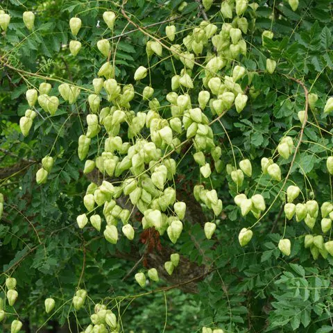 Koelreuteria paniculata - Goldenrain Tree, Pride of India - Image 5