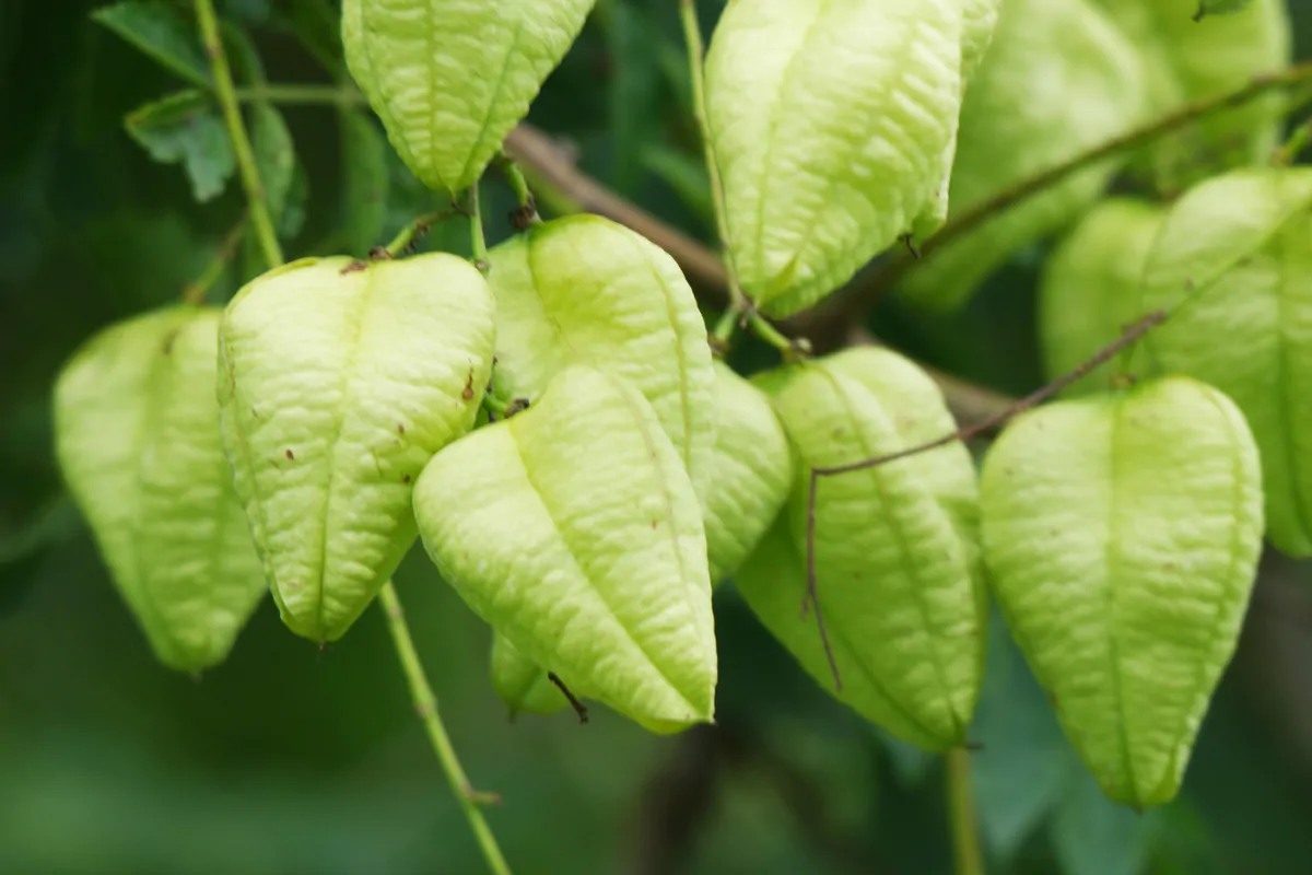 Koelreuteria paniculata - Goldenrain Tree, Pride of India - Image 6