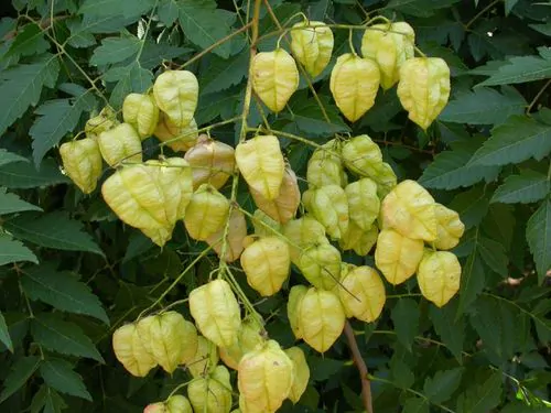 Koelreuteria paniculata - Goldenrain Tree, Pride of India - Image 7
