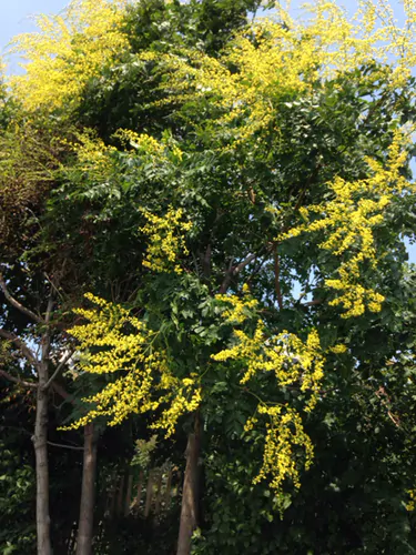 Koelreuteria paniculata - Goldenrain Tree, Pride of India - Image 8