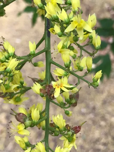 Koelreuteria paniculata - Goldenrain Tree, Pride of India - Image 11