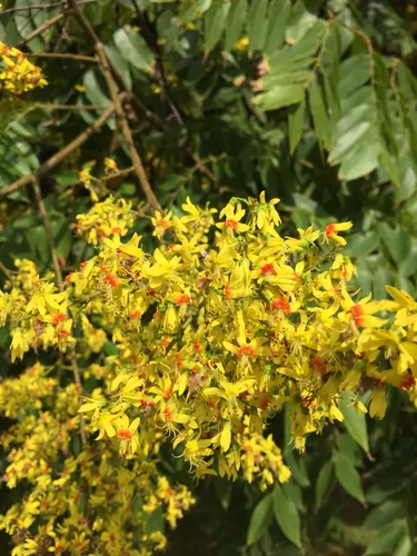 Koelreuteria paniculata - Goldenrain Tree, Pride of India - Image 12