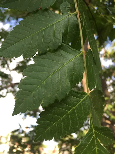 Koelreuteria paniculata - Goldenrain Tree, Pride of India - Image 13