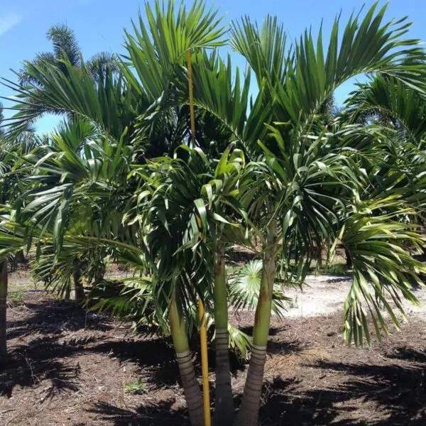 Adonidia merrillii - Manila Palm, Christmas palm - Image 2