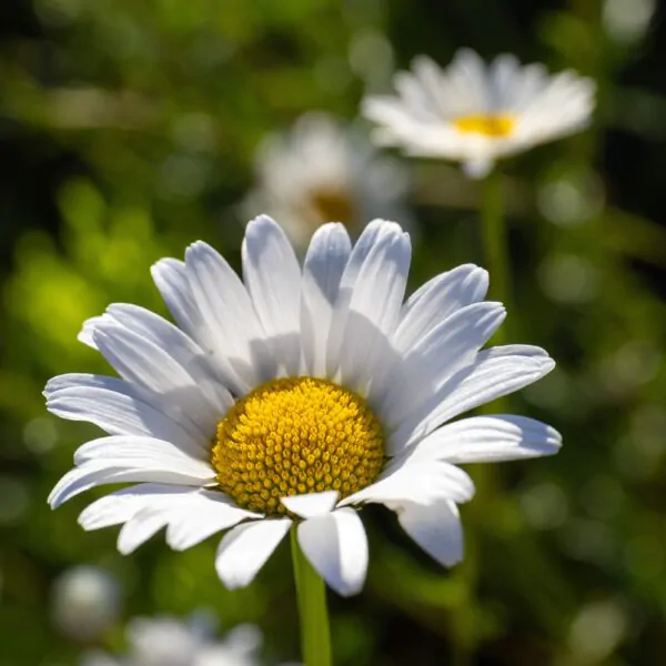 Bellis perennis - English Daisy - Image 2