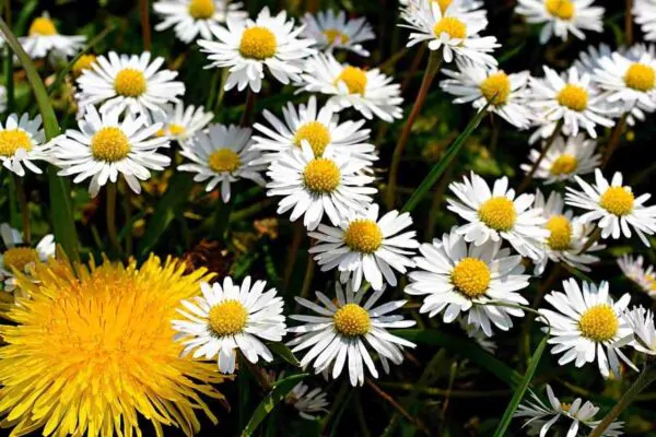Bellis perennis - English Daisy - Image 4
