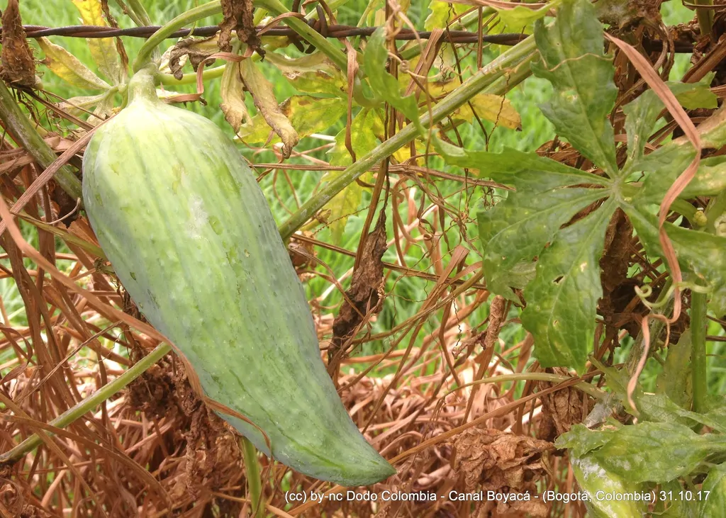 Cyclanthera pedata - Caigua - Image 2