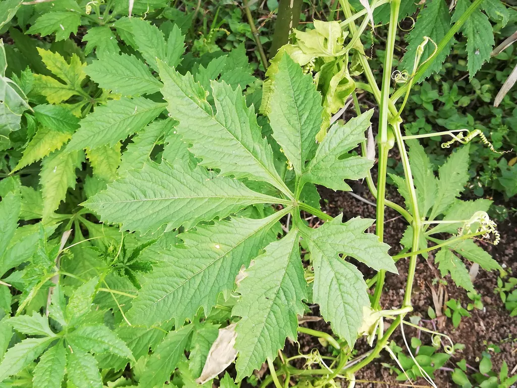 Cyclanthera pedata - Caigua - Image 3