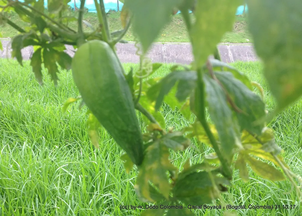 Cyclanthera pedata - Caigua - Image 4