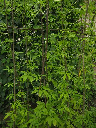 Cyclanthera pedata - Caigua - Image 5