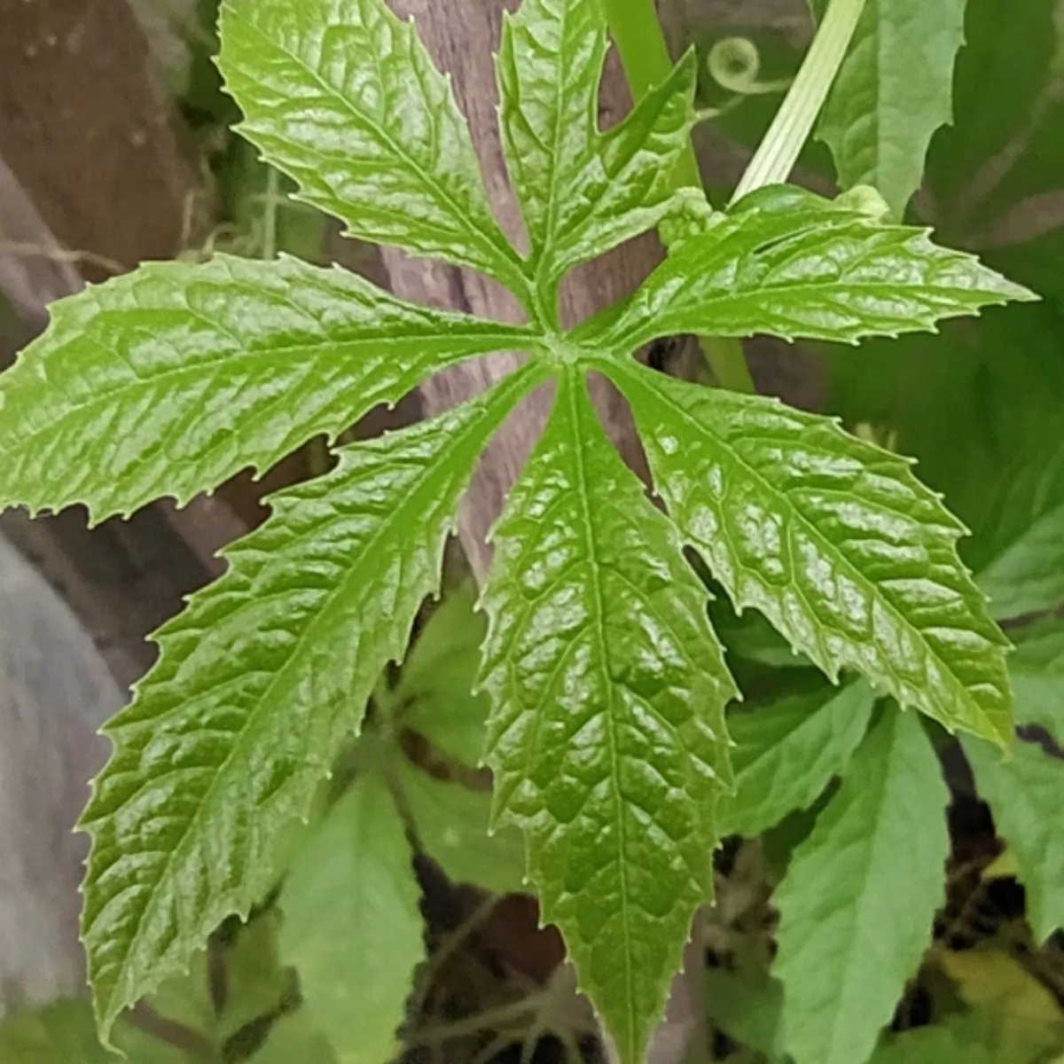 Cyclanthera pedata - Caigua - Image 6
