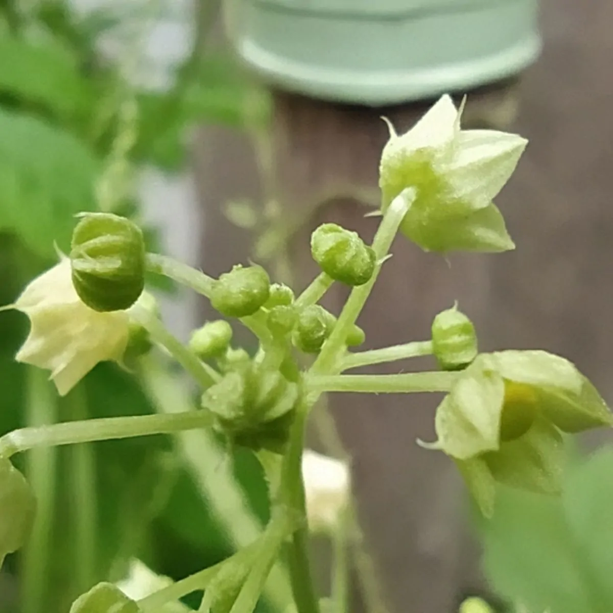 Cyclanthera pedata - Caigua - Image 7