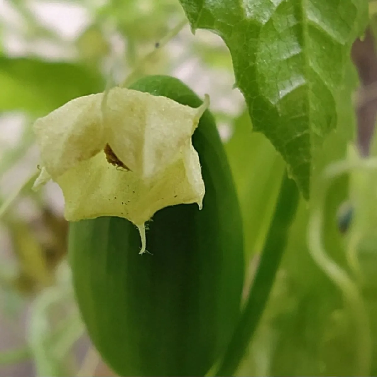 Cyclanthera pedata - Caigua - Image 8