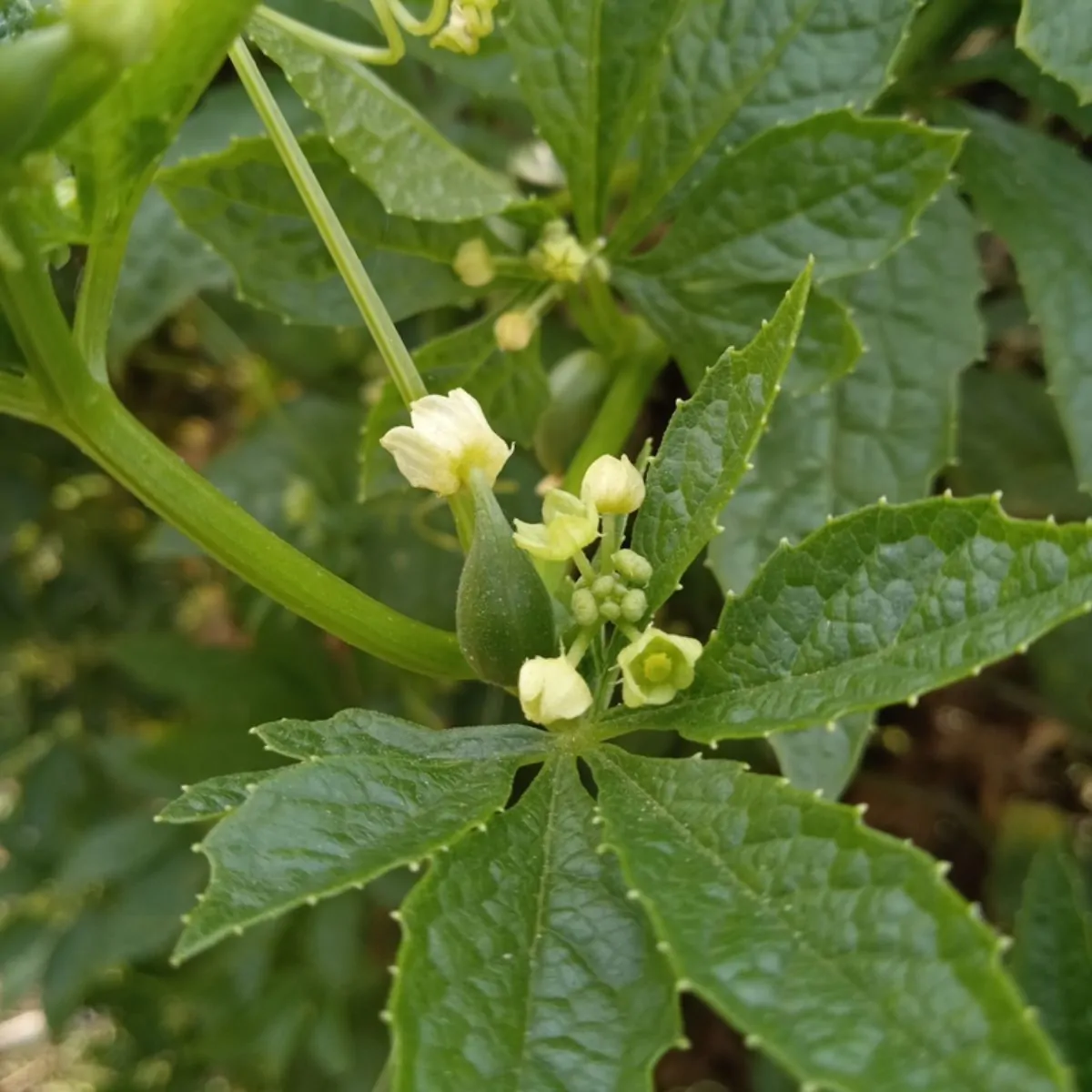 Cyclanthera pedata - Caigua - Image 9