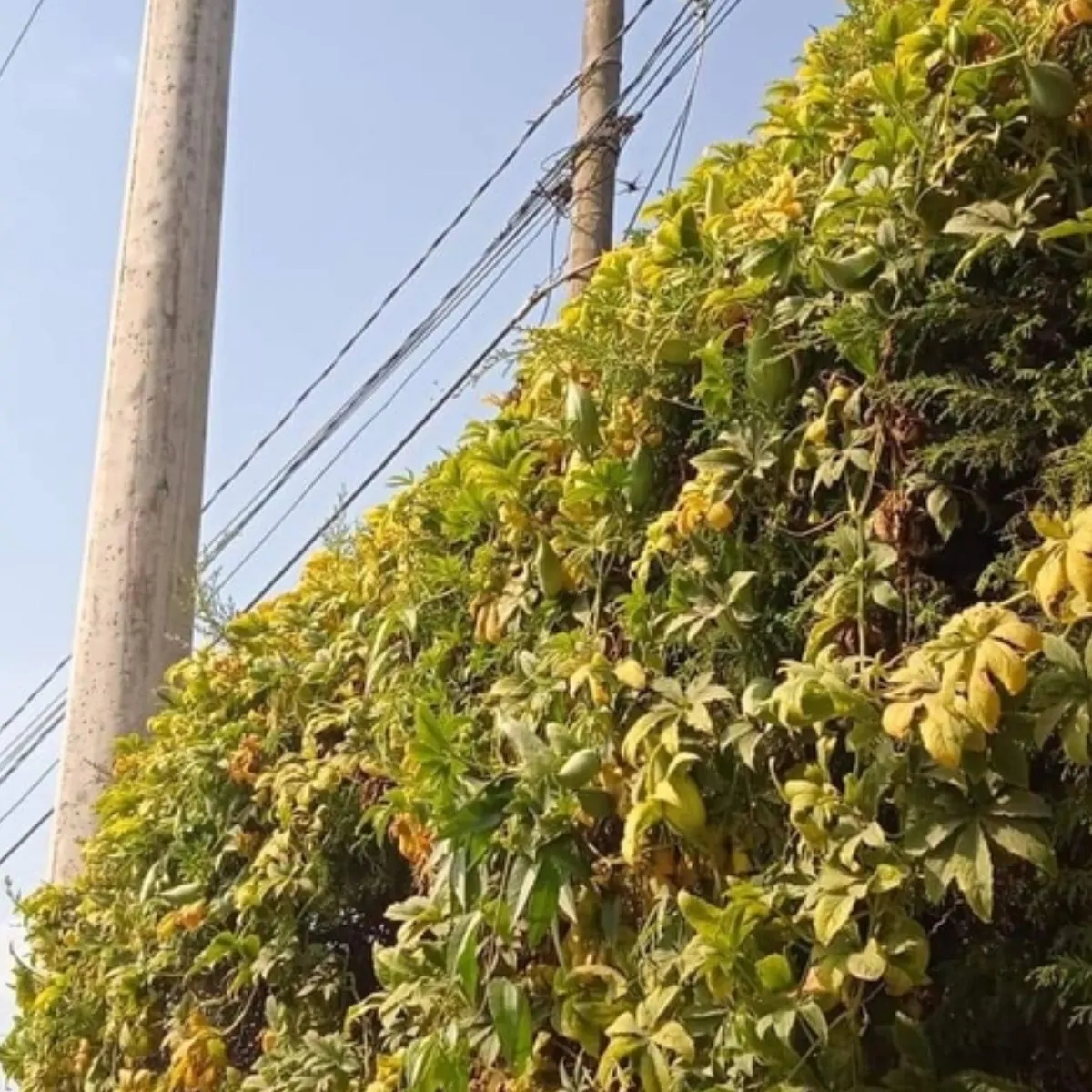 Cyclanthera pedata - Caigua - Image 10