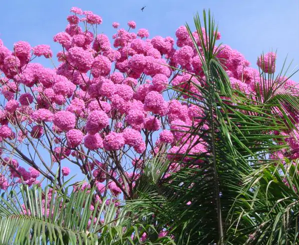 Handroanthus impetiginosus - Pink Trumpet Tree, ipê-roxo - Image 6