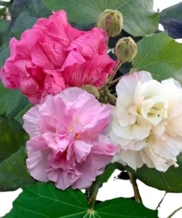 Hibiscus mutabilis - Changeable Rose, Chinese Rose, Confederate Rose, Cotton Rose