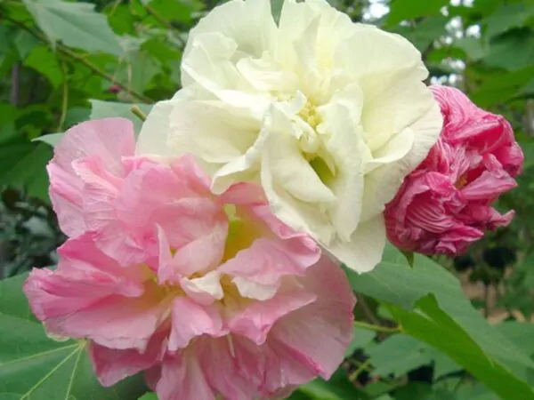 Hibiscus mutabilis - Changeable Rose, Chinese Rose, Confederate Rose, Cotton Rose - Image 4