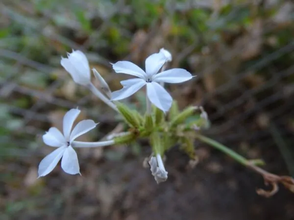 Plumbago zeylanica / Plumbago scandens - Ceylon Leadwort, Doctorbush, Wild Leadwort - Image 2