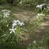 Plumbago zeylanica / Plumbago scandens - Ceylon Leadwort, Doctorbush, Wild Leadwort - Image 3