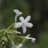 Plumbago zeylanica / Plumbago scandens - Ceylon Leadwort, Doctorbush, Wild Leadwort - Image 4